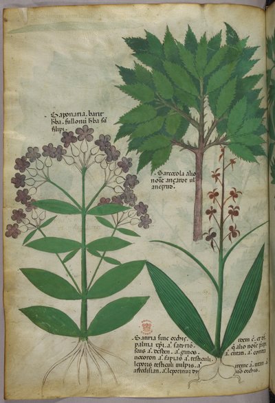 植物図版、1440年頃（ヴェラムにインクと彩色） 作： Italian School