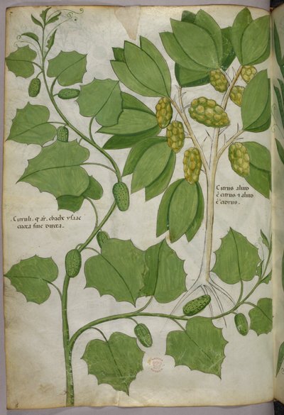 植物図版、1440年頃（ヴェラムにインクと彩色） 作： Italian School