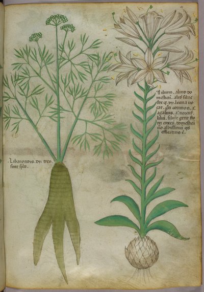 植物図版、1440年頃（ヴェラムにインクと彩色） 作： Italian School