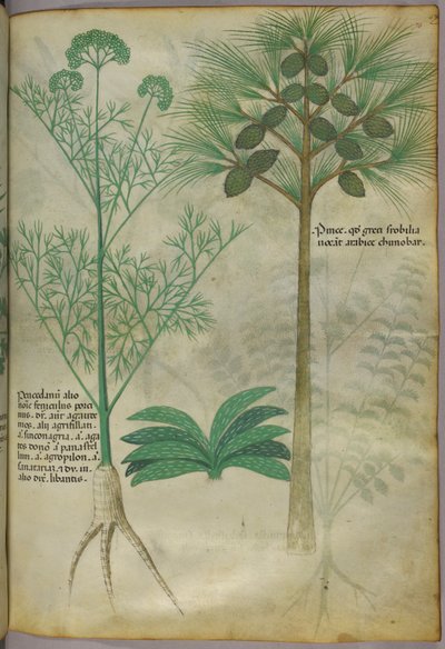植物図版、1440年頃（ヴェラムにインクと彩色） 作： Italian School
