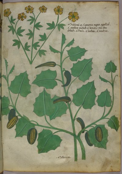 植物図版、1440年頃（ヴェラムにインクと彩色） 作： Italian School
