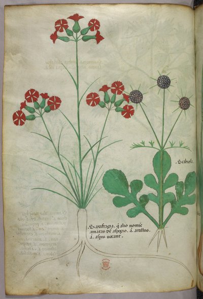 植物図版、1440年頃（ヴェラムにインクと彩色） 作： Italian School