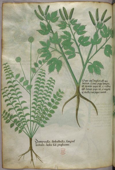 植物図版、1440年頃（ヴェラムにインクと彩色） 作： Italian School