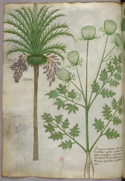 植物図版、1440年頃（ヴェラムにインクと彩色） 作： Italian School