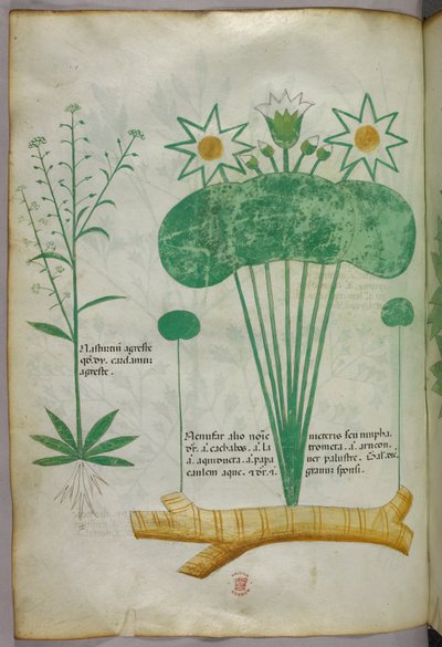 植物図版、1440年頃（ヴェラムにインクと彩色） 作： Italian School