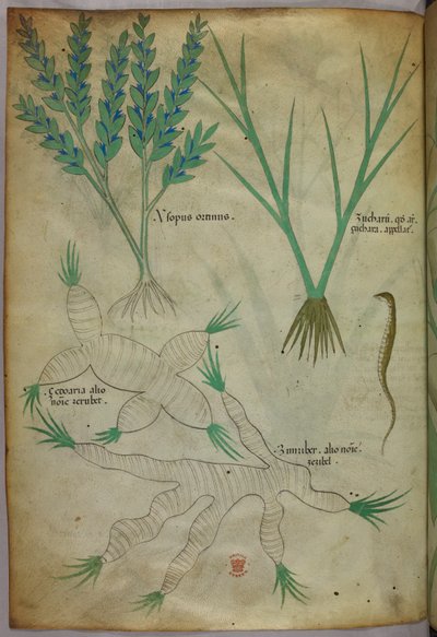 植物図版、1440年頃（ヴェラムにインクと彩色） 作： Italian School