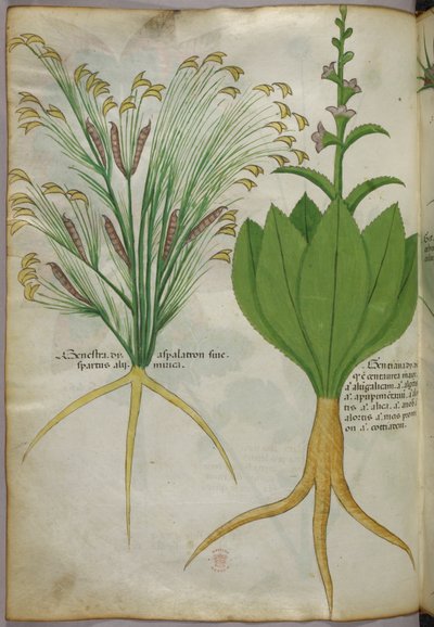 植物図版、1440年頃（ヴェラムにインクと彩色） 作： Italian School