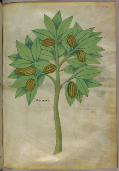 植物図版、1440年頃（ヴェラムにインクと彩色） 作： Italian School