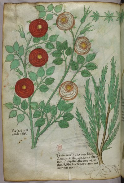 植物図版、1440年頃（ヴェラムにインクと彩色） 作： Italian School