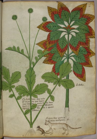 植物図版、『薬草』（Tractatus de Herbis）より、Sloane 4016 f.40r, c.1440, c.1440 (ink  color on vellum) 作： Italian School