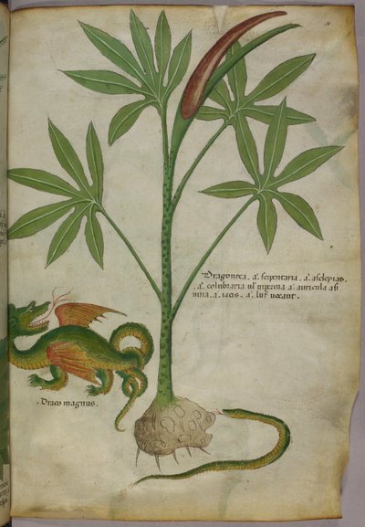 植物、龍、蛇の植物図（1440年頃、ヴェラムにインクと彩色） 作： Italian School