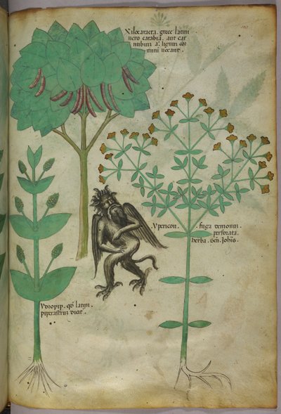 植物と悪魔の植物図版。ハーブのイペリコンは悪魔を撃退するとされている。 作： Italian School