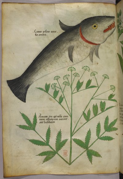 植物と魚の植物図（1440年頃、ヴェラムにインクと彩色） 作： Italian School
