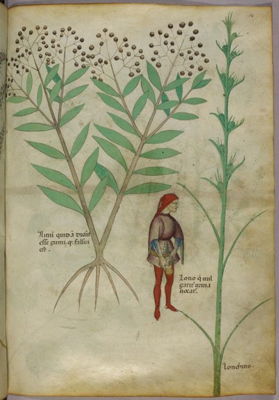 植物と鍋に排尿する男性の植物図、1440年頃（紙にインクとカラー） 作： Italian School
