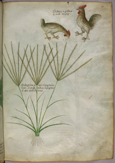 植物と2羽の雄鶏の植物図版 1440年頃（ヴェラムにインクと彩色） 作： Italian School