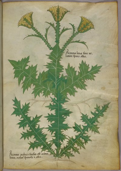 植物の植物図版 1440年頃 (ヴェラムにインクと彩色) 作： Italian School