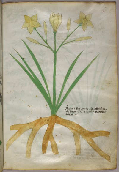 植物の植物図版 1440年頃 (ヴェラムにインクと彩色) 作： Italian School