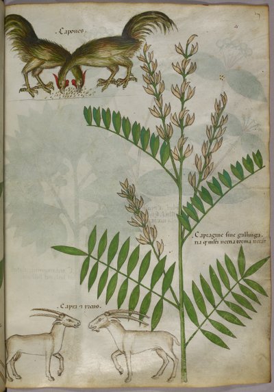 植物、2頭のヤギ、2羽の鳥の植物図版 1440年頃（ヴェラムにインクと彩色） 作： Italian School