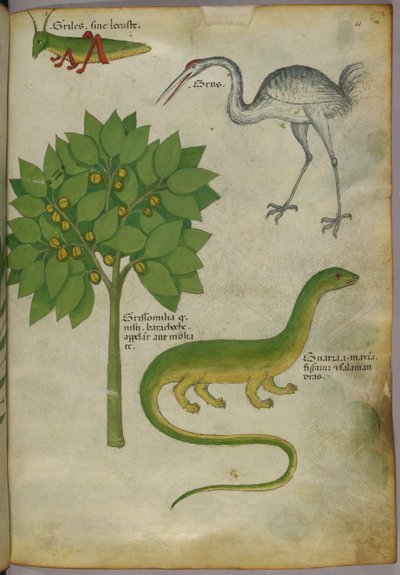 植物図譜、コオロギ、ツル、サンショウウオ、1440年頃、ヴェラムにインク、彩色 作： Italian School