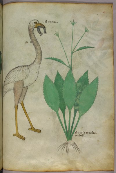 フラミンゴのような鳥と植物の植物図（1440年頃、ベラムにインクと彩色） 作： Italian School