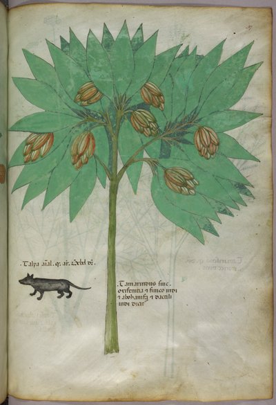 動物と植物の植物図（1440年頃、ベラムにインクと彩色） 作： Italian School