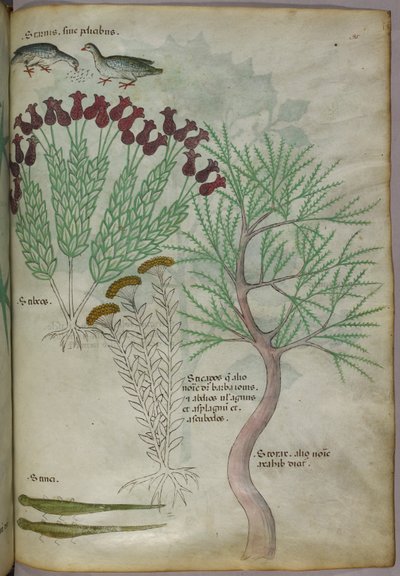 鳥と昆虫を従えた植物の植物図（1440年頃、ヴェラムにインクと彩色） 作： Italian School