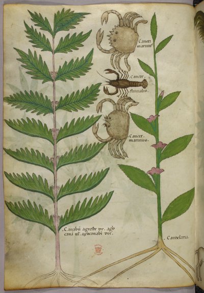 カニとサソリの植物図（1440年頃、ヴェラムにインクと彩色） 作： Italian School