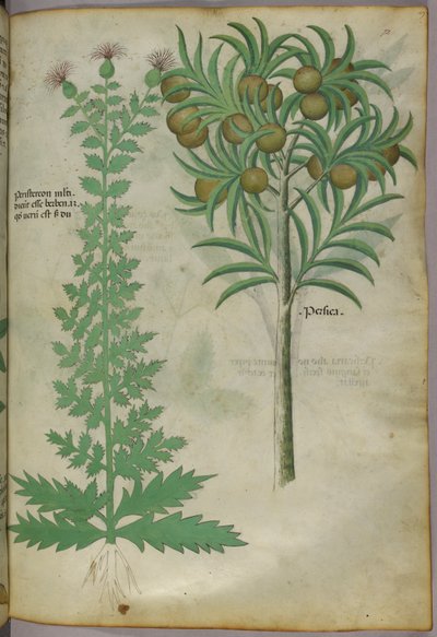 メロンの木の植物図版、1440年頃、ベラムにインク、彩色 作： Italian School
