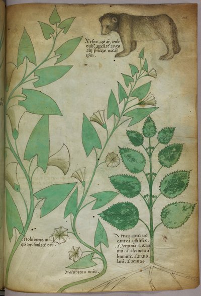 熊と植物の植物図（1440年頃、ベラムにインクと彩色） 作： Italian School