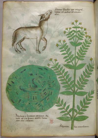 馬を連れた植物の植物図（1440年頃、ヴェラムにインクと彩色） 作： Italian School