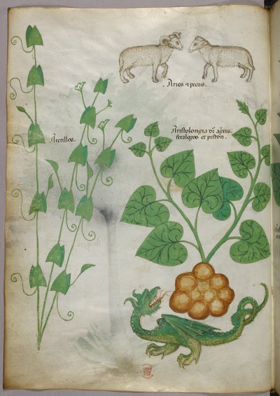 植物、龍、羊の植物図版 1440年頃（ヴェラム、インク・彩色） 作： Italian School