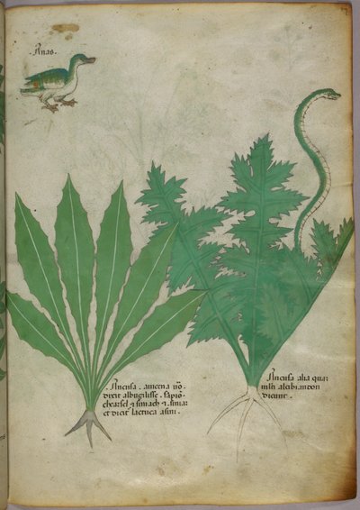 植物、蛇、アヒルの植物図版 1440年頃（ヴェラムにインクと彩色） 作： Italian School