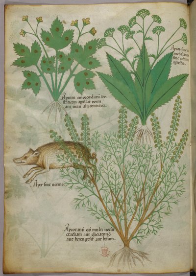 植物とイノシシの植物図譜、1440年頃、ヴェラムにインク、彩色 作： Italian School