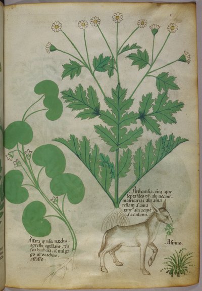 植物とロバの植物図譜、1440年頃、ヴェラムにインク、彩色 作： Italian School