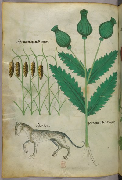 植物と豹の植物図版、1440年頃、ヴェラムにインクと彩色 作： Italian School