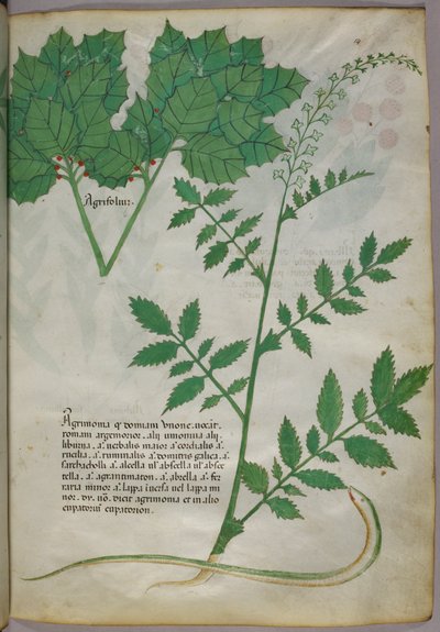 植物と蛇の植物図譜、1440年頃、ヴェラムにインクと彩色 作： Italian School