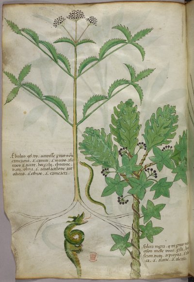 植物と蛇の植物図譜、1440年頃、ヴェラムにインクと彩色 作： Italian School