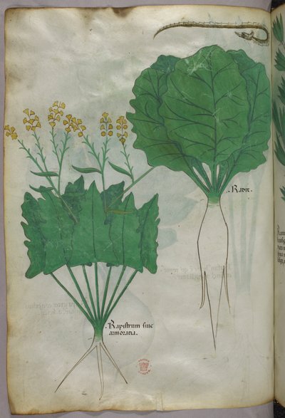 植物と蛇の植物図譜、1440年頃、ヴェラムにインクと彩色 作： Italian School