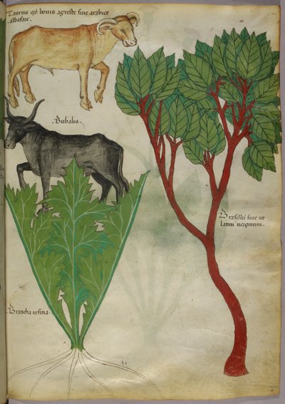 植物と雄牛の植物図譜、1440年頃、ヴェラムにインクと彩色 作： Italian School