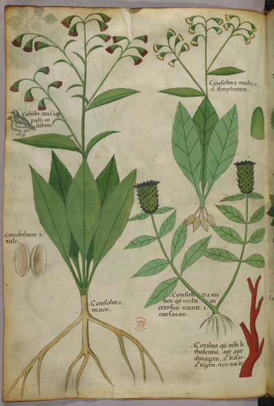 植物と珊瑚、蛇と鹿の植物図版 1440年頃（ヴェラムにインクと彩色） 作： Italian School