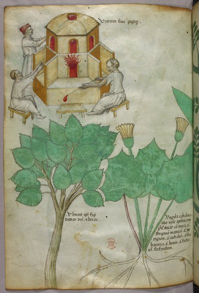 植物図譜とガラス製造図譜、1440年頃（ヴェラムにインクと彩色） 作： Italian School