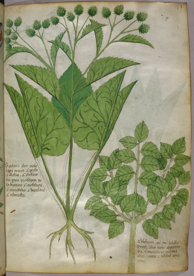 植物図譜、1440年頃（ヴェラムにインクと彩色） 作： Italian School