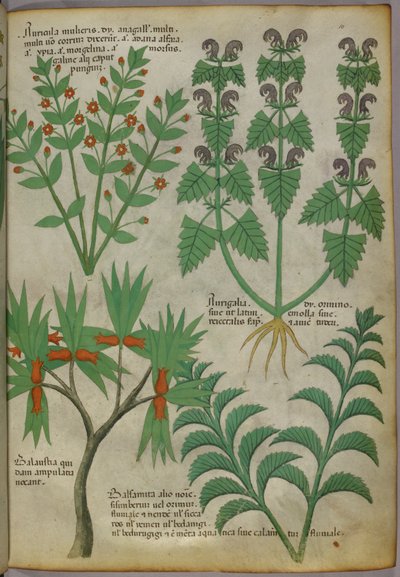 植物図譜、1440年頃（ヴェラムにインクと彩色） 作： Italian School