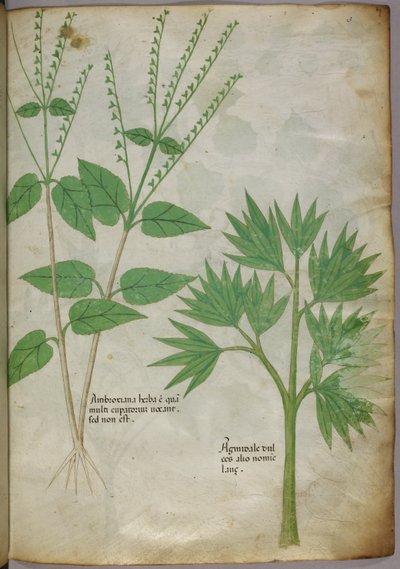 植物図譜、1440年頃（ヴェラムにインクと彩色） 作： Italian School