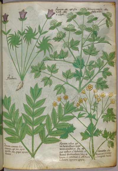 植物図譜、1440年頃（ヴェラムにインクと彩色） 作： Italian School