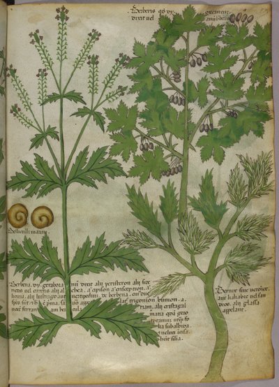 植物図譜、1440年頃（ヴェラムにインクと彩色） 作： Italian School