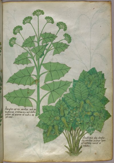 植物図譜、1440年頃（ヴェラムにインクと彩色） 作： Italian School