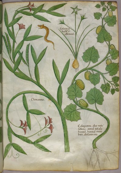 クレマチスを含む植物と蛇の植物図譜 1440年頃（ヴェラムにインクと彩色） 作： Italian School