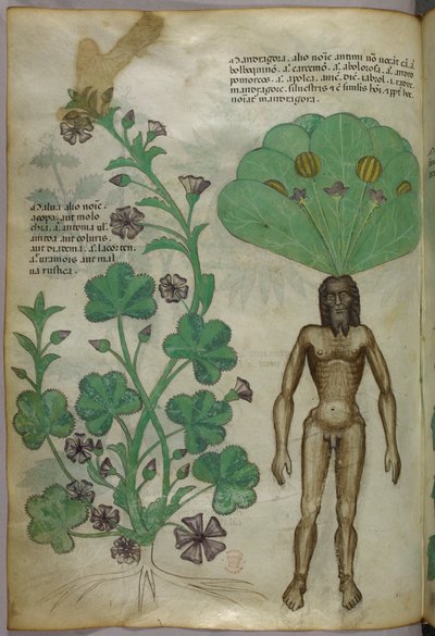 裸の男性の体を根に見立てたマンドレイクを含む植物の植物図版 1440年頃（ヴェラムにインクと彩色） 作： Italian School
