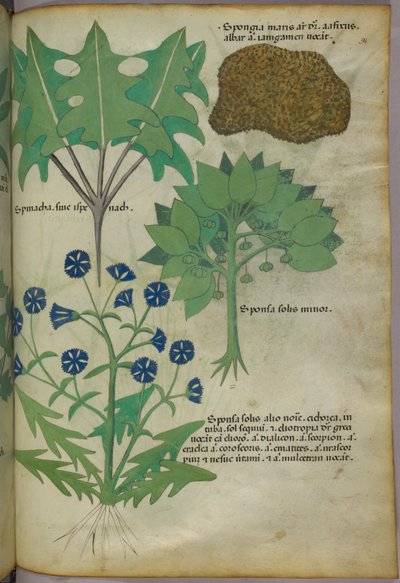 スポンジを含む植物の植物図版 1440年頃（ヴェラムにインクと彩色） 作： Italian School